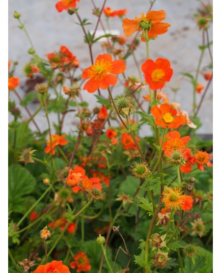 Geum coccineum borisii