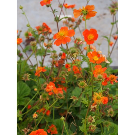 Geum coccineum borisii