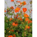 Geum coccineum borisii