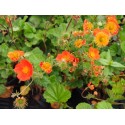 Geum coccineum borisii