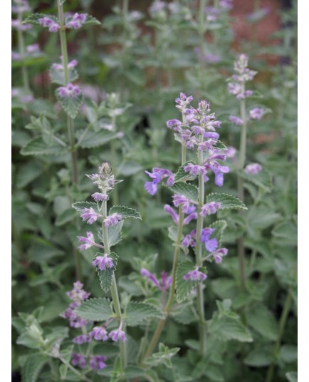 Nepeta 'Six Hills Giant'