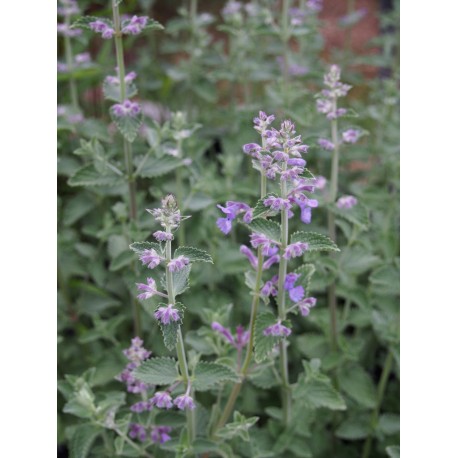 Nepeta 'Six Hills Giant'