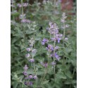 Nepeta 'Six Hills Giant'