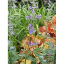 Nepeta 'Six Hills Giant'