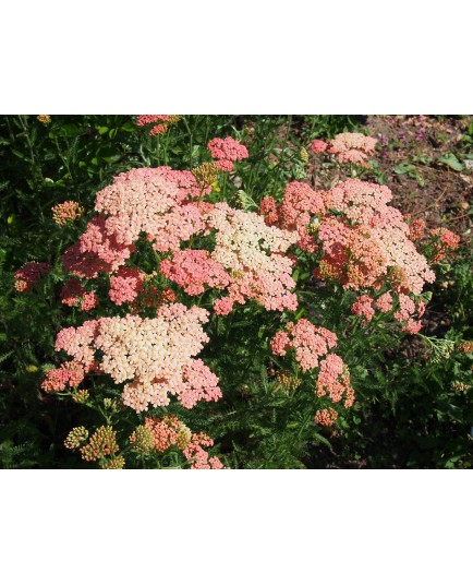 Achillea 'Terracotta'