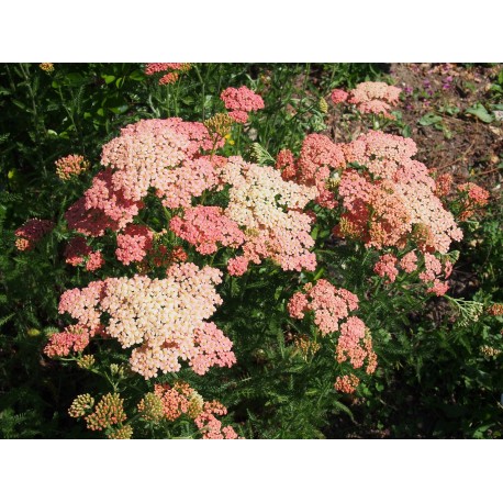 Achillea 'Terracotta'