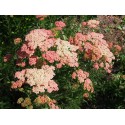 Achillea 'Terracotta'