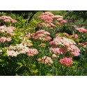 Achillea 'Terracotta'