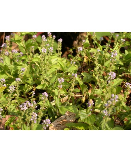 Veronica officinalis