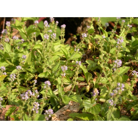 Veronica officinalis