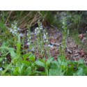 Veronica officinalis