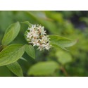 Cornus drummondii - Cornouiller de Drummond