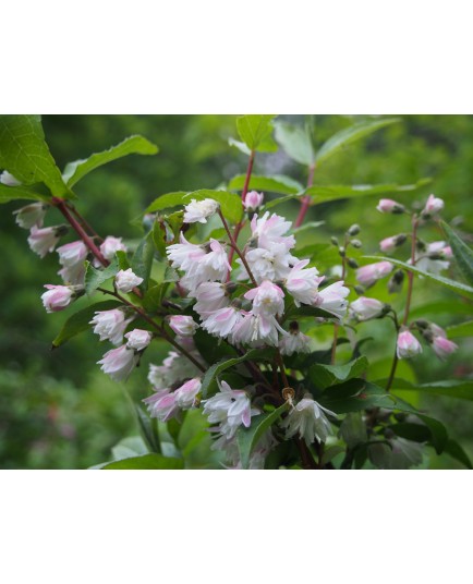 Deutzia scabra 'Codsall Pink'