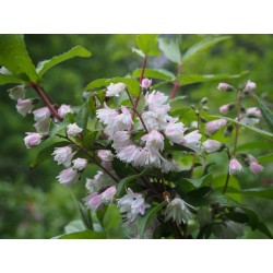 Deutzia scabra 'Codsall Pink'