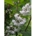 Deutzia scabra 'Codsall Pink'