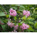 Deutzia hybrida x 'Perle Rose'