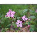 Deutzia elegantissima x 'Rosealind'