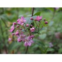 Deutzia elegantissima x 'Rosealind'