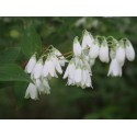 Deutzia taiwanensis