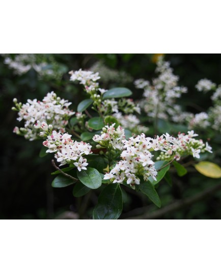 Ligustrum ibota - Troène