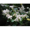 Ligustrum ibota - Troène