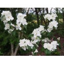 Philadelphus 'Dame Blanche' - Seringat