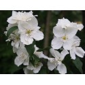 Philadelphus 'Dame Blanche' - Seringat