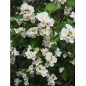 Philadelphus hirsutus