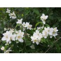 Philadelphus incanus - seringat