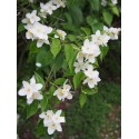 Philadelphus incanus - seringat