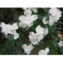 Philadelphus virginalis x 'Girandole' - seringat