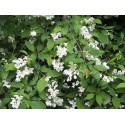 Philadelphus sericanthus - Seringat