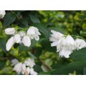 Philadelphus 'White Rock' - Hydrangeaceae - seringat