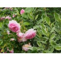 Rosa 'Jasmina' - Rosaceae - Rosier grimpant