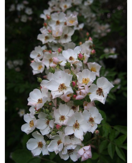 Rosa 'Toby Tristan' - Rosaceae - Rosier