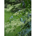 Sambucus canadensis 'Maxima' - sureau du Canada