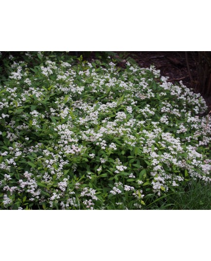 Spiraea decumbens - Spirée prostrée