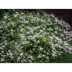 Spiraea decumbens - Spirée prostrée