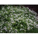 Spiraea decumbens - Spirée prostrée