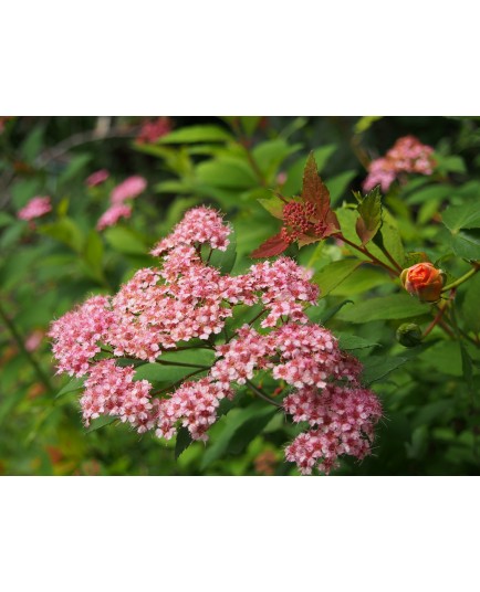 Spiraea japonica 'Sparkling Champagne'- Spirée du Japon