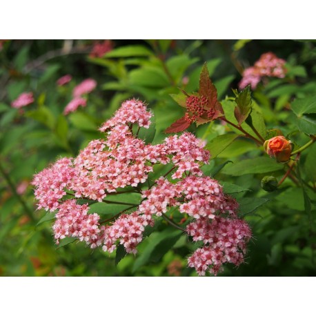 Spiraea japonica 'Sparkling Champagne'- Spirée du Japon