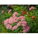 Spiraea japonica 'Sparkling Champagne'- Spirée du Japon