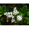 Ligustrum japonicum 'Texanum' -Troène Du Japon