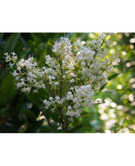 Ligustrum japonicum 'Texanum' -Troène Du Japon