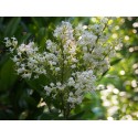 Ligustrum japonicum 'Texanum' -Troène Du Japon