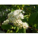 Spiraea virginiana