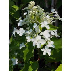 Hydrangea paniculata 'Levana'®