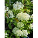 Hydrangea paniculata 'Limelight'®