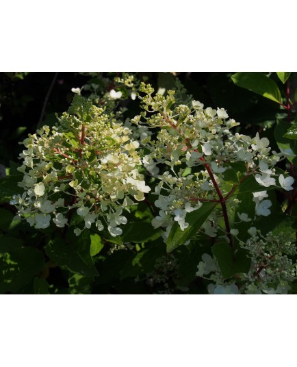 Hydrangea paniculata 'Sundae Fraise'®