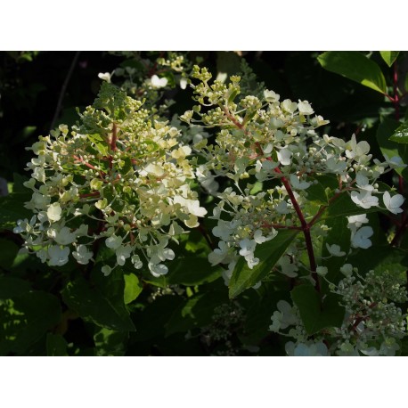 Hydrangea paniculata 'Sundae Fraise'®